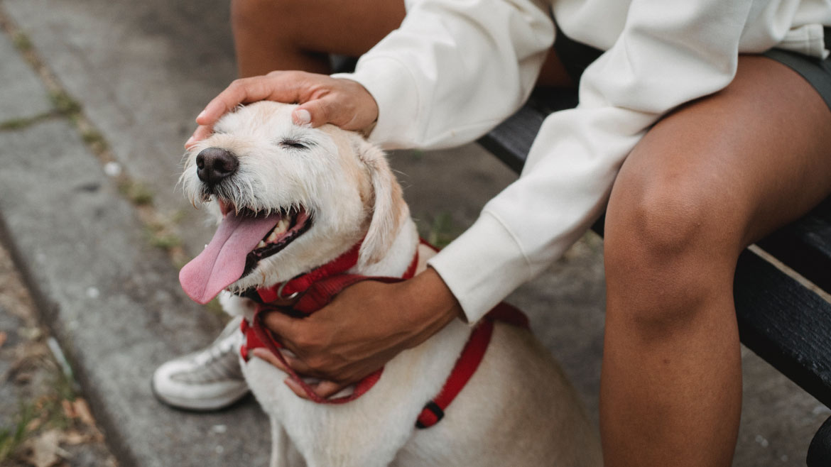 真寵！「毛小孩」與陪伴的新定義
